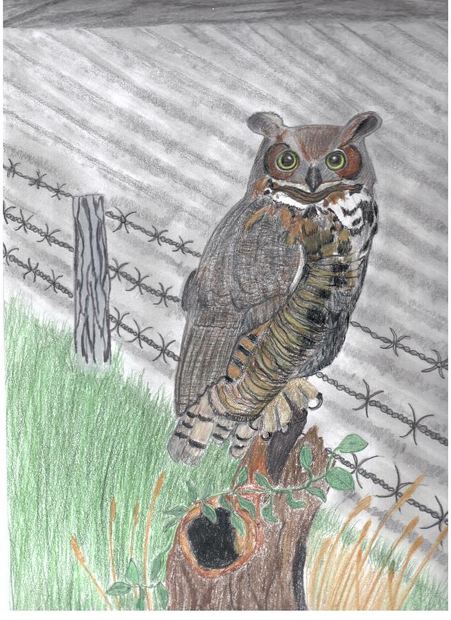 Great Horned Owl Drawing by Don Gallacher