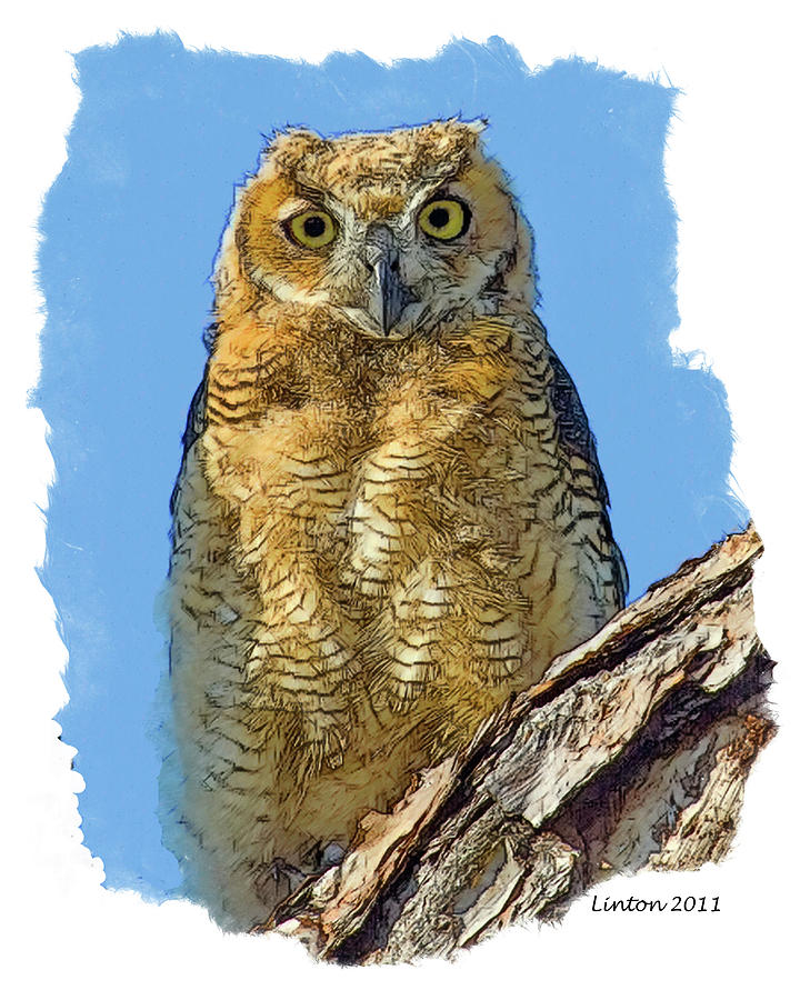 Great Horned Owl Fledgling #1 Digital Art by Larry Linton
