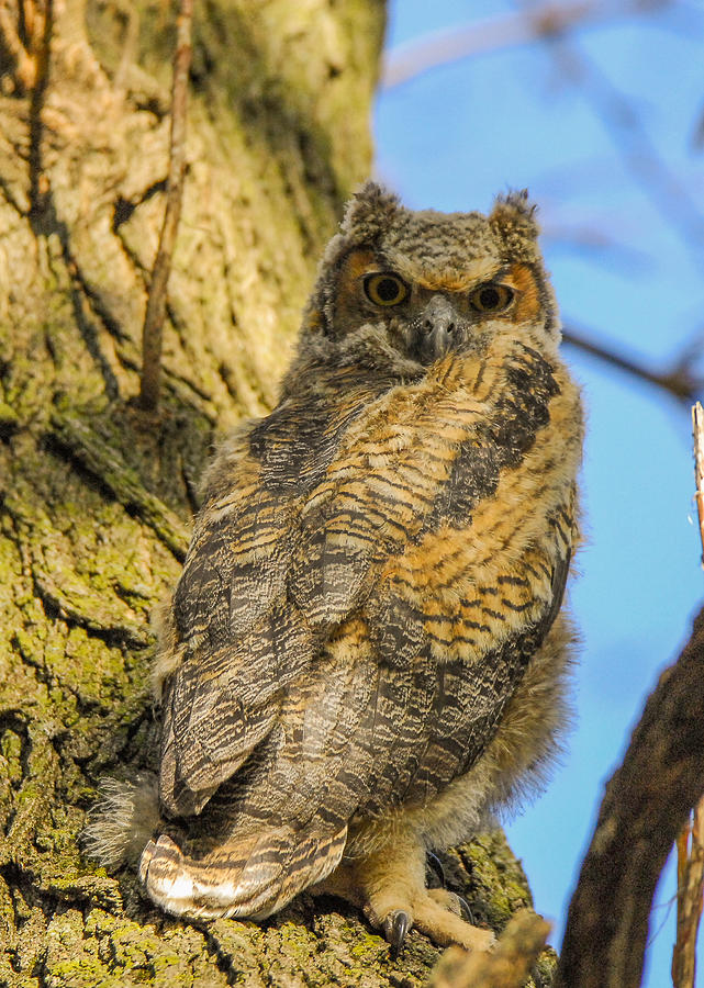 Great Horned Owl Fledgling Photograph by Robert Smice - Fine Art America