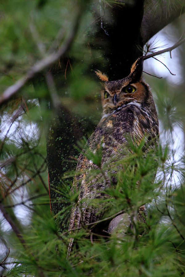 Great Horned Owl #1 Photograph by Gary Hall