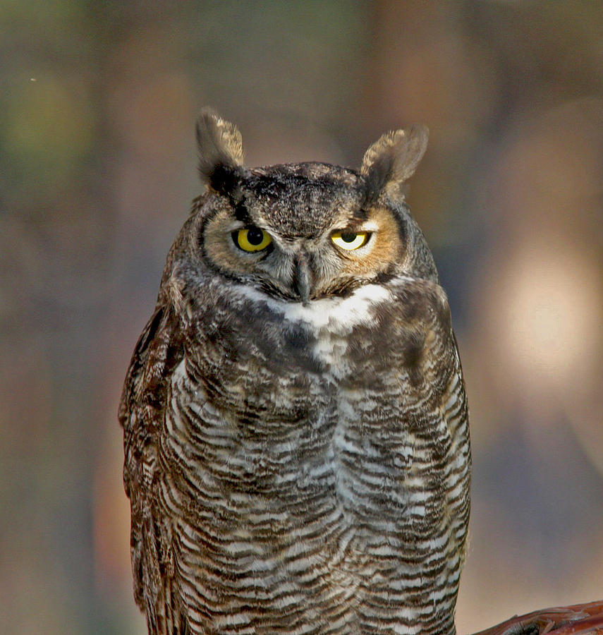Great Horned Owl #1 Photograph by Gary Wing