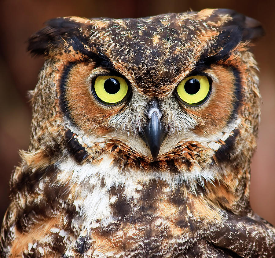 Great Horned Owl Head #2 Photograph by Jill Lang