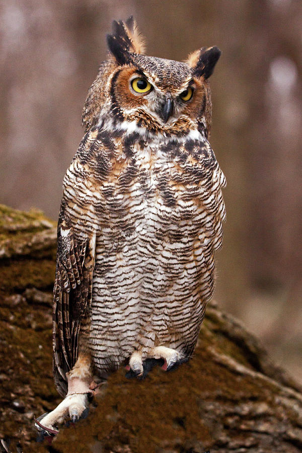 Great Horned Owl #1 Photograph by Ira Marcus