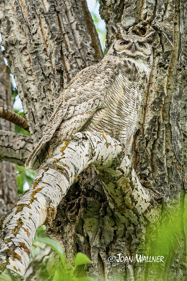Great Horned Owl #1 Photograph by Joan Wallner