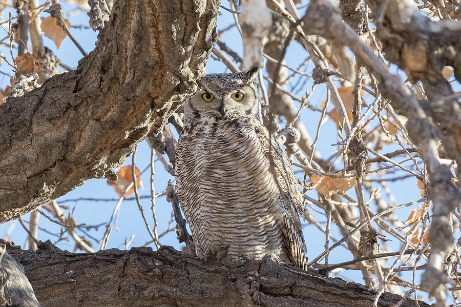 Great Horned Owl Keeps Watch #1 Photograph by Tony Hake