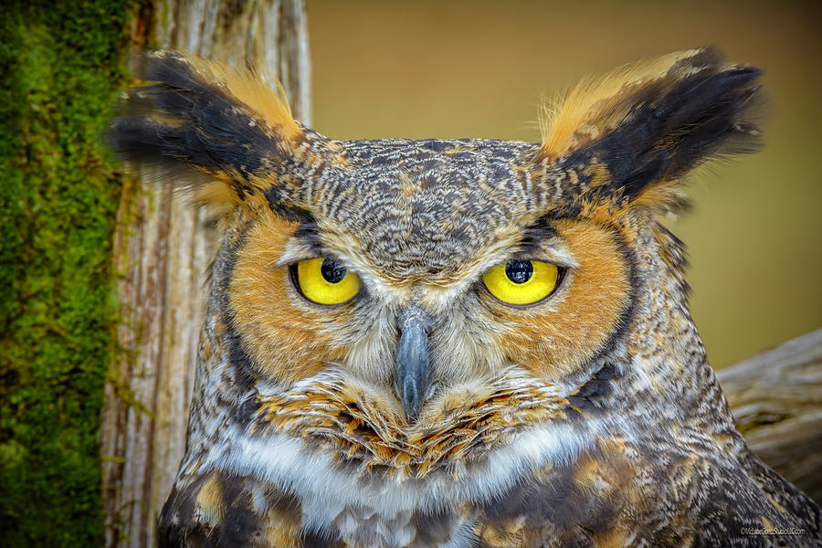 Great Horned Owl #1 Photograph by LeeAnn McLaneGoetz McLaneGoetzStudioLLCcom