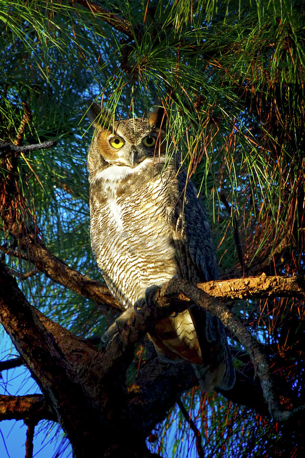 Great Horned Owl #1 Photograph by Mark Andrew Thomas