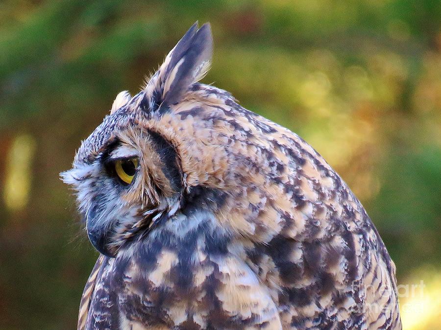Great Horned Owl  Photograph by Michele Penner