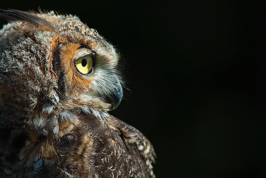 Great Horned Owl #2 Photograph by Pat Exum
