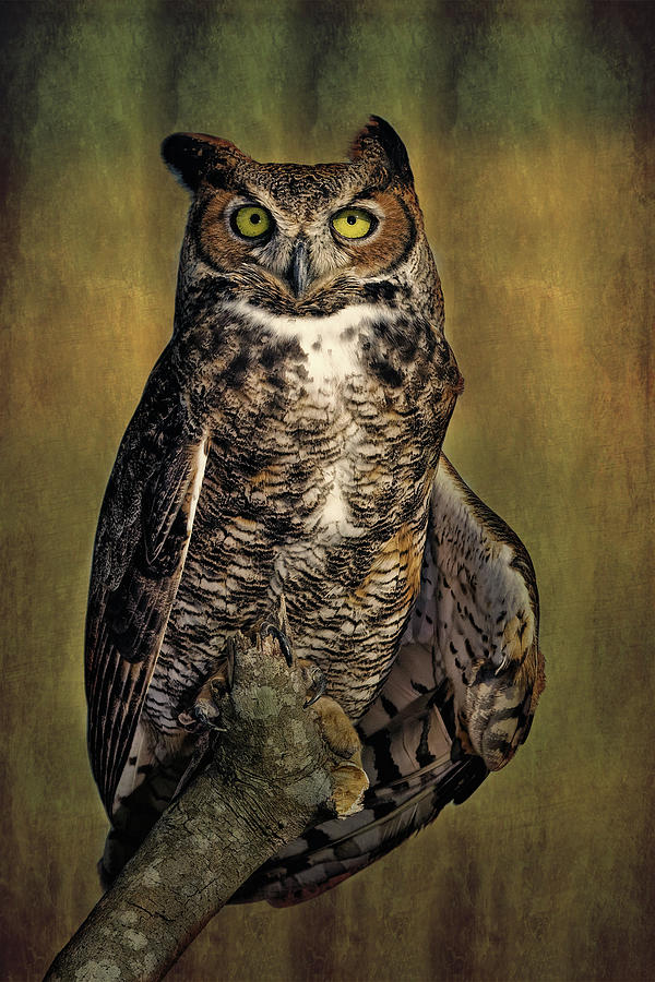 Great Horned Owl Portrait #2 Photograph by Dawn Currie