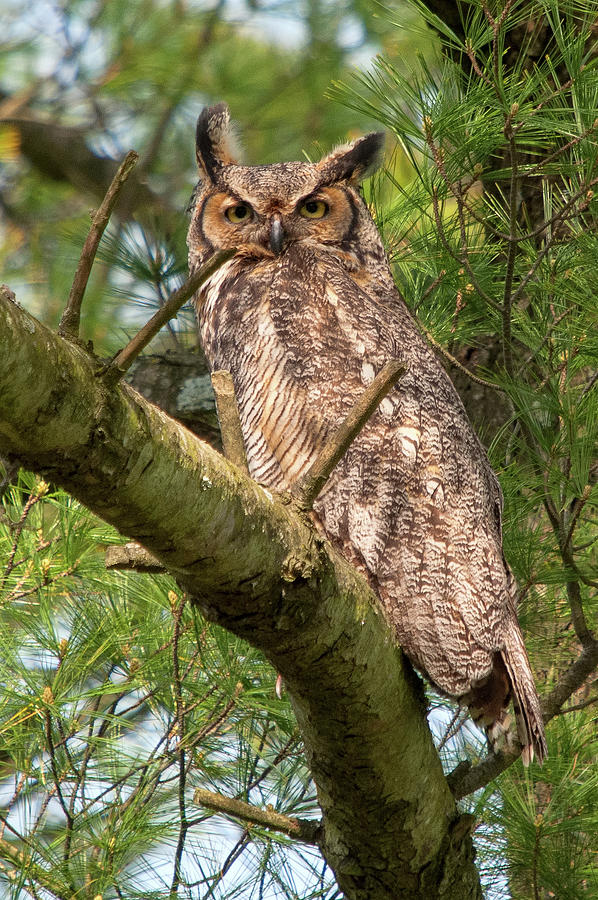 Great Horned Owl #1 Photograph by Steve Stuller