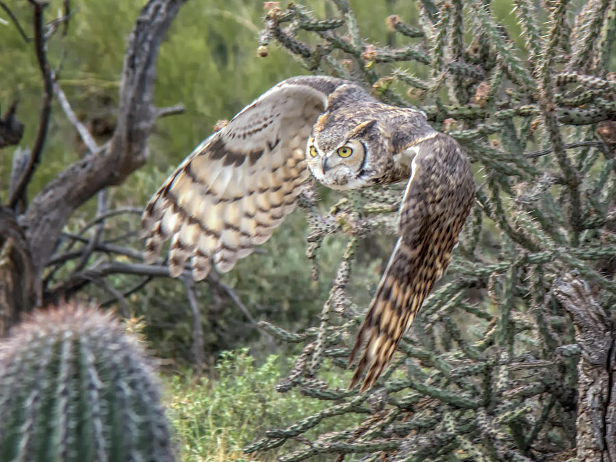 Owl Photograph - Great Horned Owl #1 by Tam Ryan