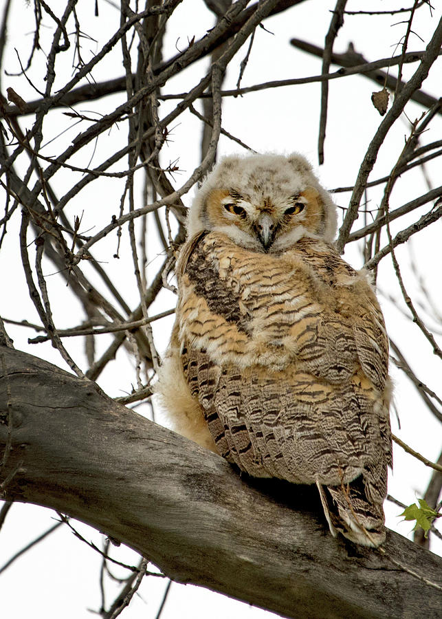 Great Horned Owlet #1 Photograph by Dawn Key