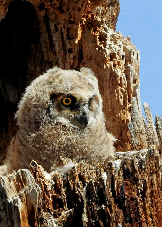 Great Horned Owlet Photograph by Dawn Key
