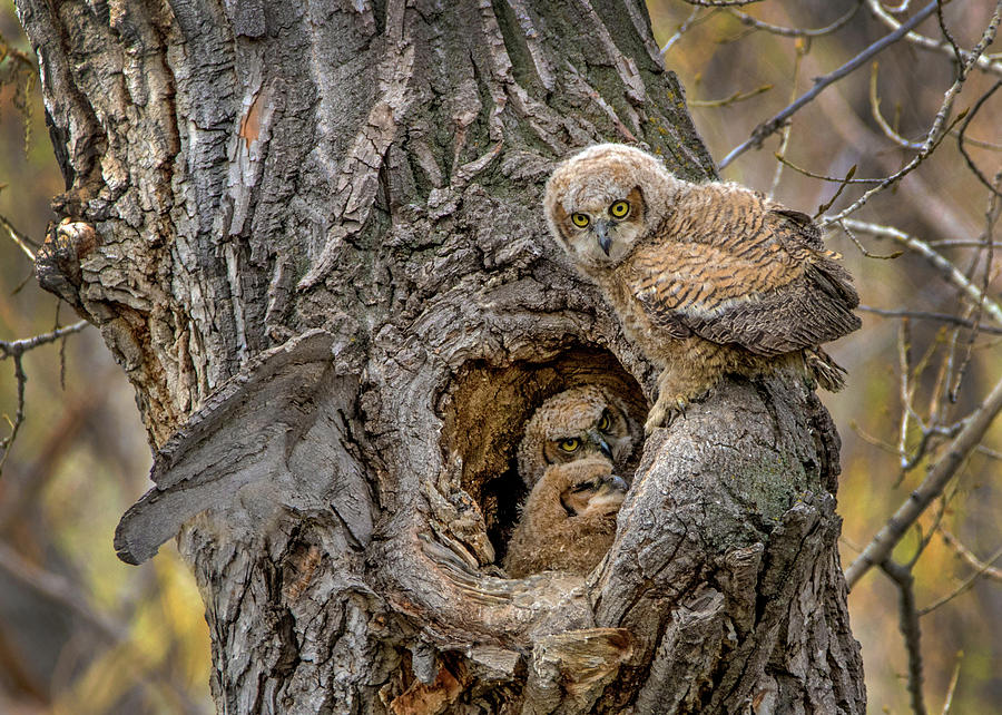 Great Horned Owlets in a Nest #1 Photograph by Dawn Key