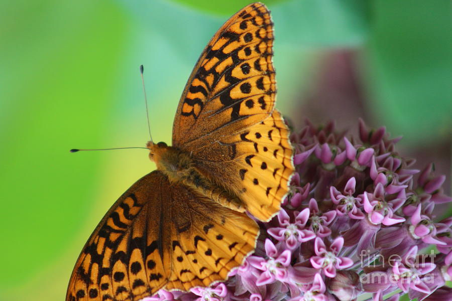 Great Spangled Fritillary Butterfly Photograph by Neal Eslinger | Fine ...