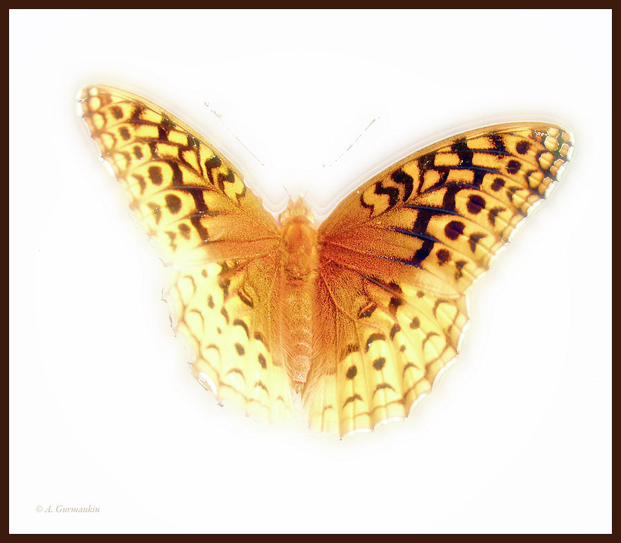 Great Spangled Fritillary Butterfly on Milkweed #1 Photograph by A Macarthur Gurmankin