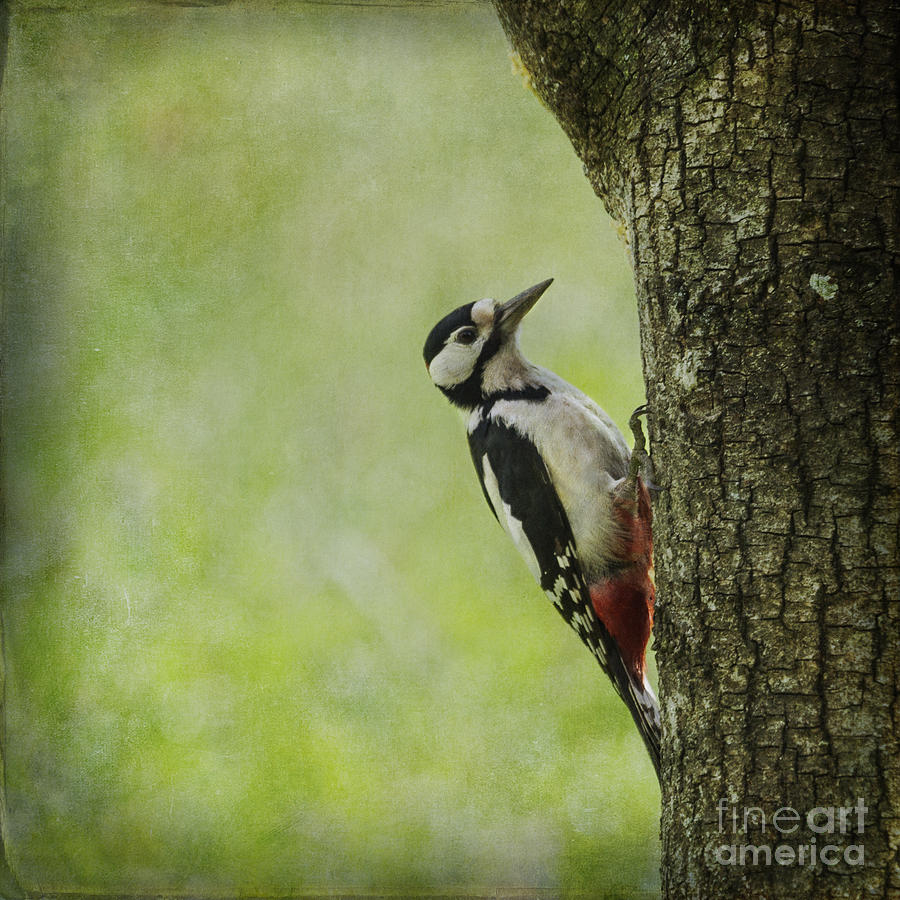 Great Spotted Woodpecker #2 Photograph by Liz Leyden