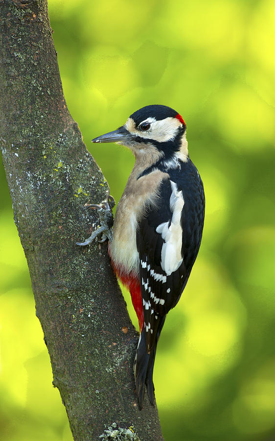 Great Spotted Woodpecker #1 Photograph by Paul Scoullar