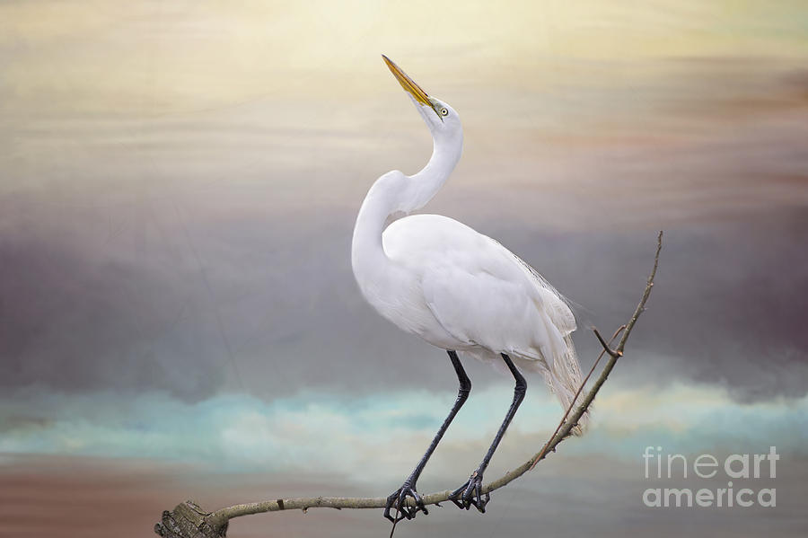 Great White Egret  #2 Photograph by Bonnie Barry