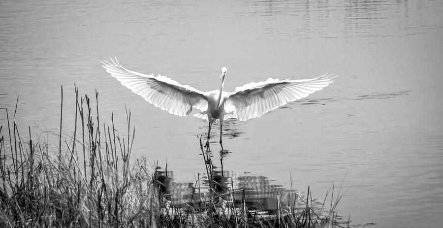Great White Egret #2 Photograph by David Kay