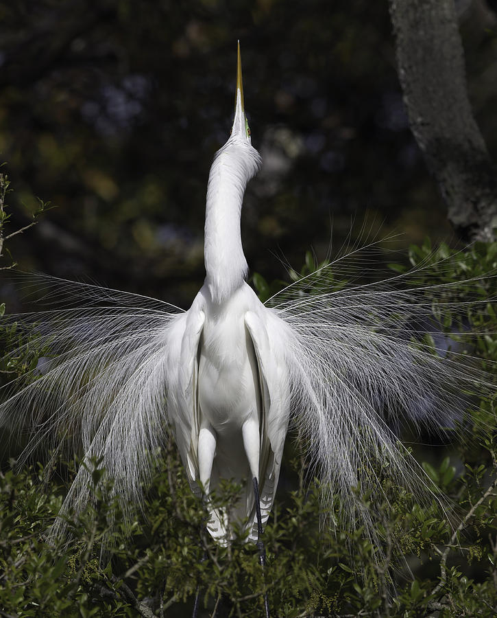 Great White Egret Display #1 Photograph by Jack Nevitt