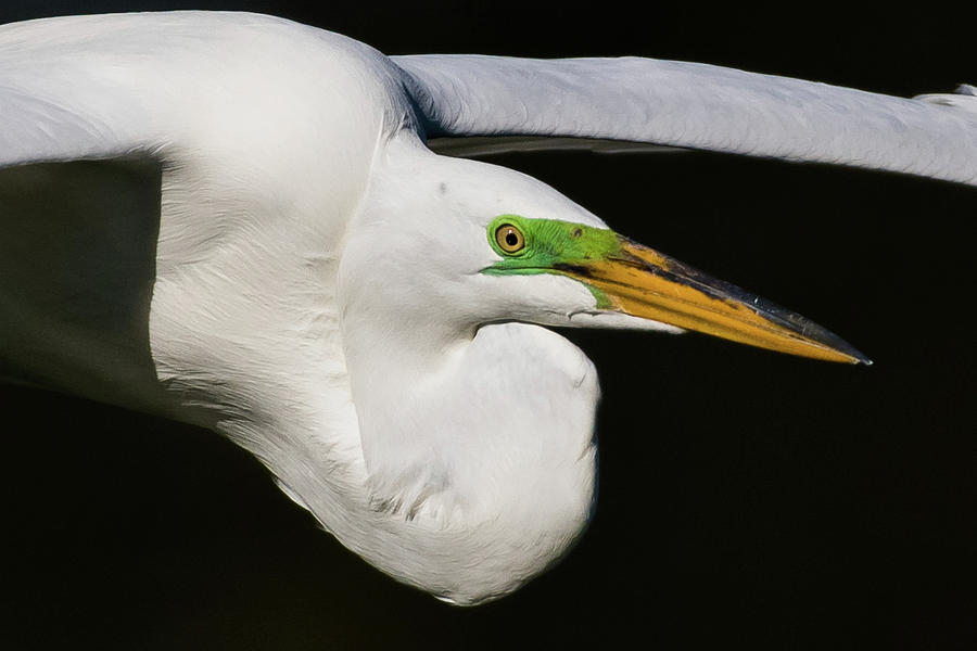 Birds Photograph - Great White Egret by Don Miller Birds Photograph - Great White Egret by Don Miller