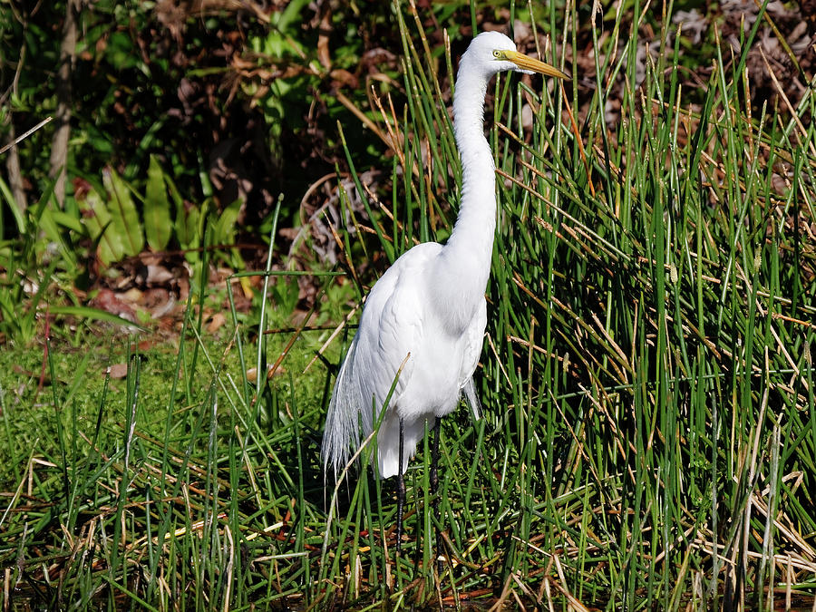 Great White Egret In Natural Habitat Close Up Photograph By Jill ...