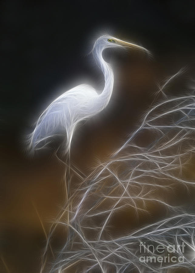 Egret Digital Art - Great white egret #1 by Sergey Korotkov