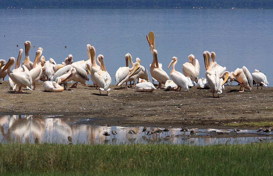 Great White Pelicans, Lake Nakuru, Kenya #1 Photograph by Aidan Moran