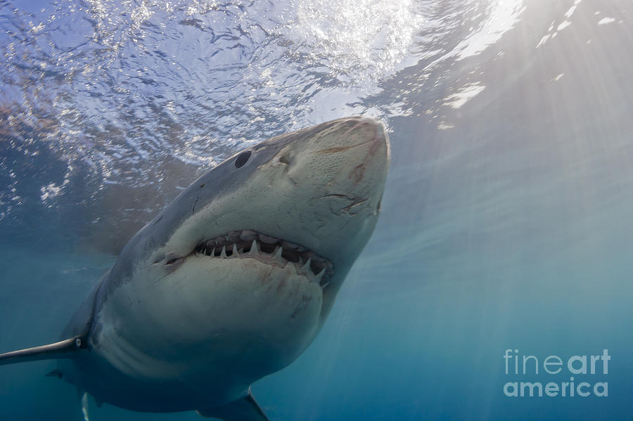 Great White Shark  Carcharodon #1 Photograph by Dave Fleetham