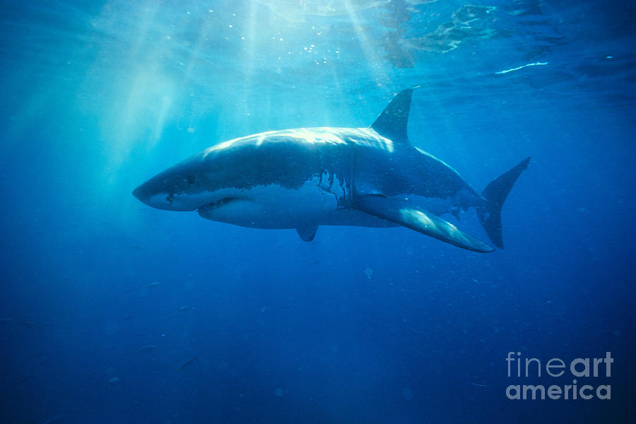 Great White Shark #1 Photograph by Dave Fleetham - Printscapes