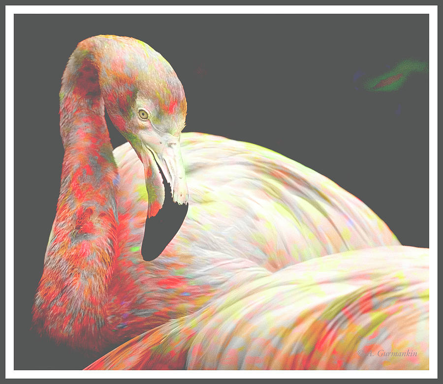 Greater Flamingo #2 Photograph by A Macarthur Gurmankin