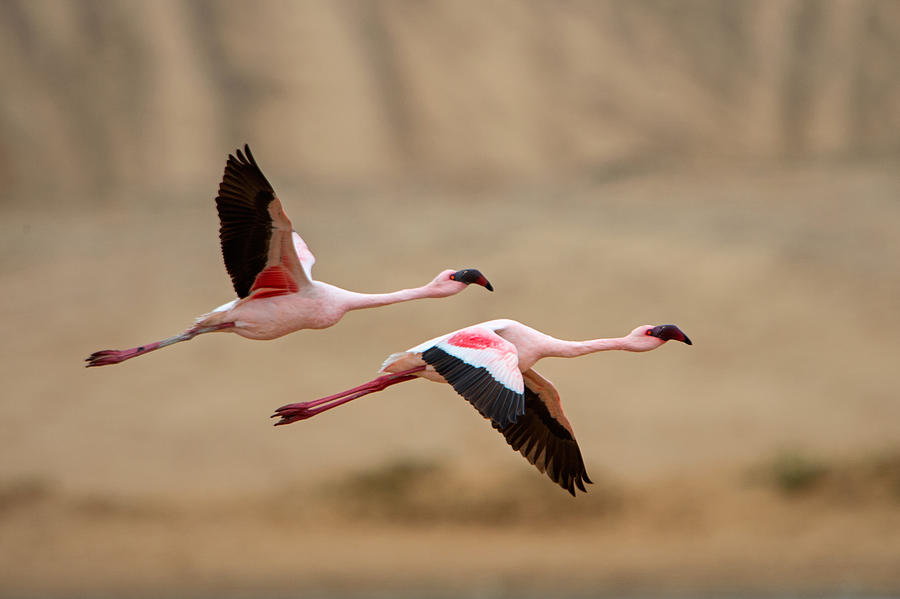 Flamingo Photograph - Greater Flamingos Phoenicopterus Roseus #1 by Panoramic Images