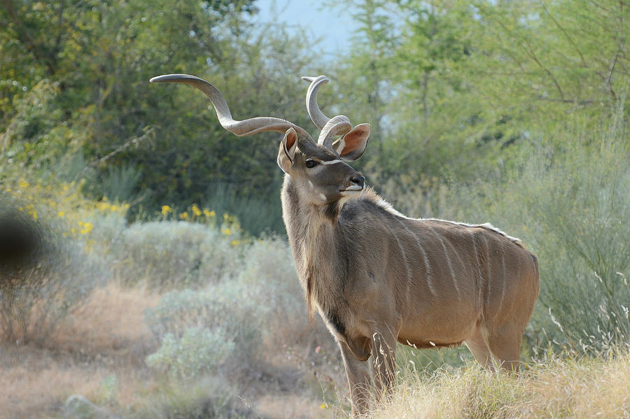 Greater Kudu #1 Photograph by Fraida Gutovich