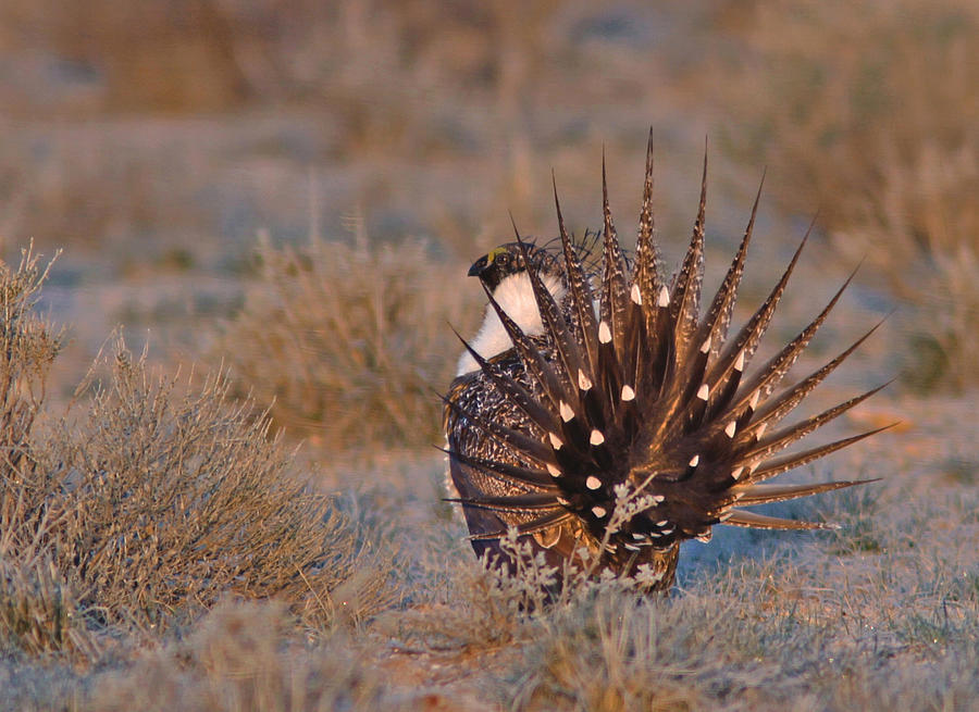 Greater Sage Grouse #1 Photograph by Gary Wing