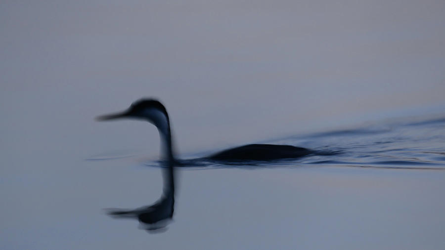 Wildlife Photograph - Grebe on a Lake #1 by Thomas Morris
