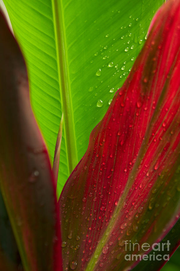Green And Red Ti Plants #1 Photograph by Dana Edmunds - Printscapes