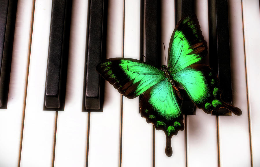Green Butterfly On Piano Keys #1 Photograph by Garry Gay