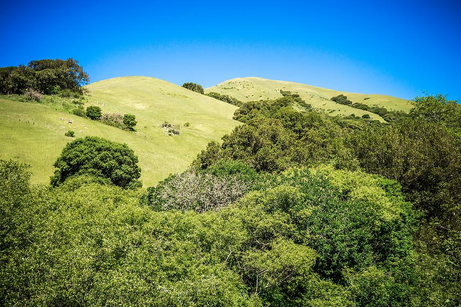 Green California Hills And Mountains In Spring #1 Photograph by Alex Grichenko