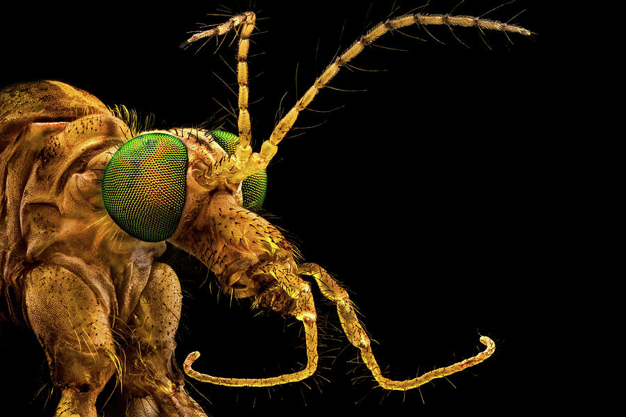 Green eyed crane fly #1 Photograph by Mihai Andritoiu