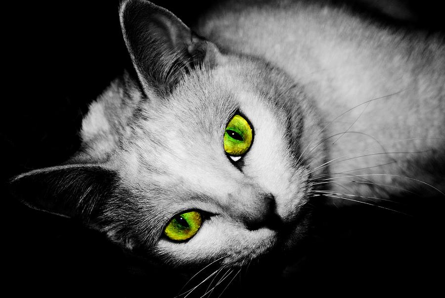 Green Eyes Photograph by Angie Tirado