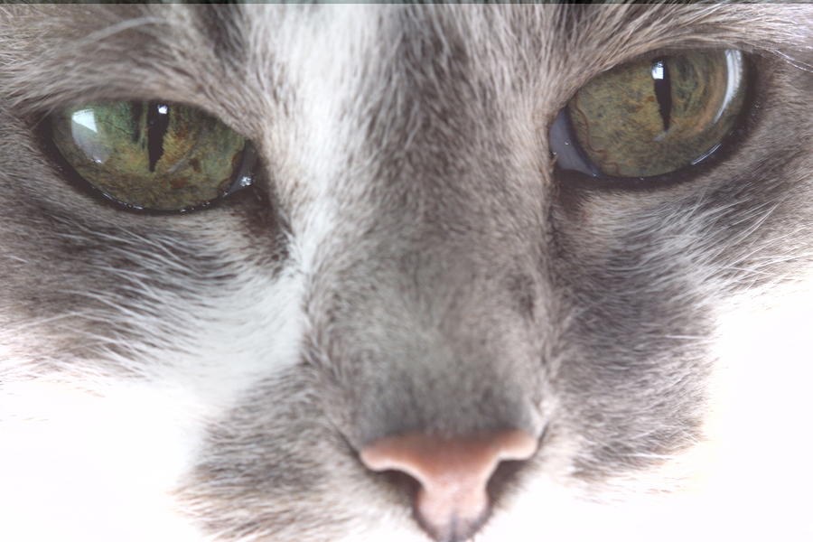 Green Eyes of a Grey Cat Photograph by Valerie Collins