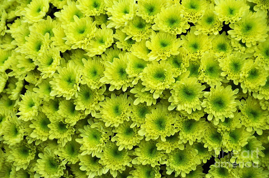 Green Flowers Photograph