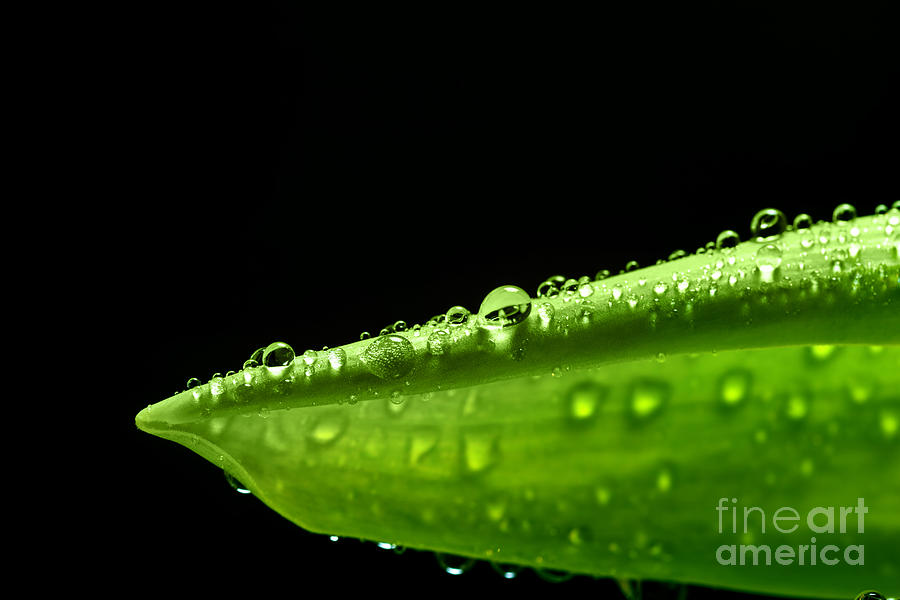 Green fresh leaf with water drops on its surface #1 Photograph by Michal Bednarek