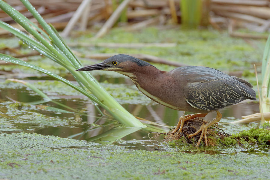 Birds Photograph - Green Heron by Doug Herr Birds Photograph - Green Heron by Doug Herr