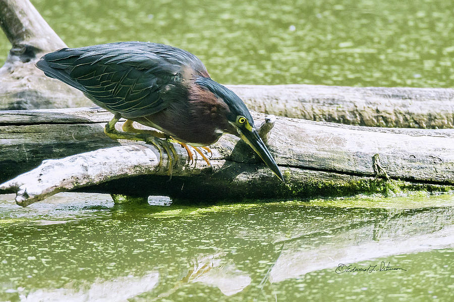 Green Heron Hunt #1 Photograph by Ed Peterson