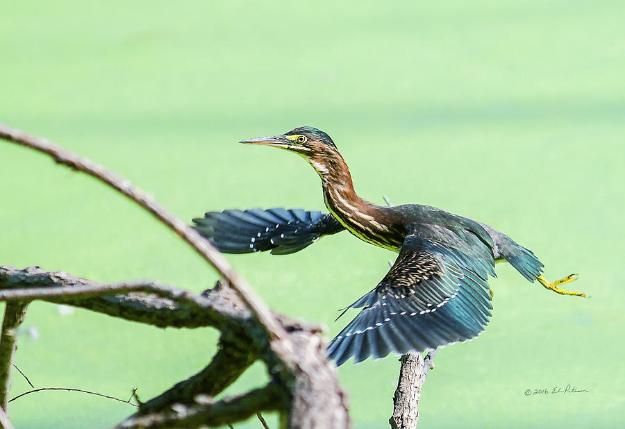 Green Heron In Flight #1 Photograph by Ed Peterson