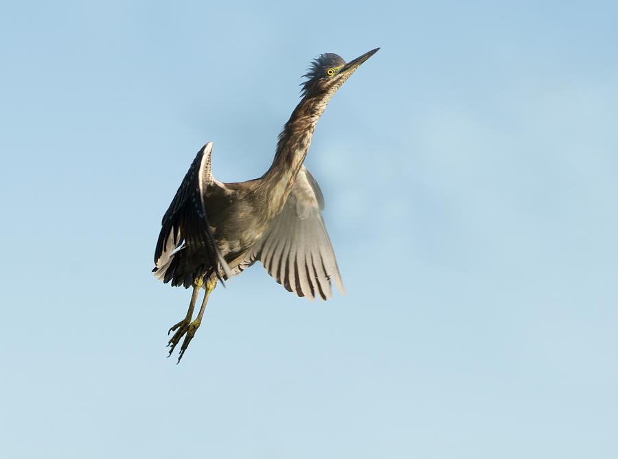 Green Heron in Flight #1 Photograph by Tam Ryan