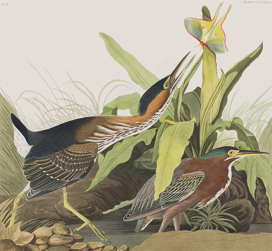 John James Audubon Painting - Green Heron by John James Audubon